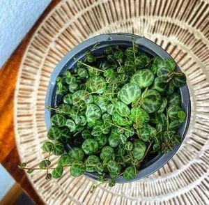 Small Businesses To Support: Houseplant Edition