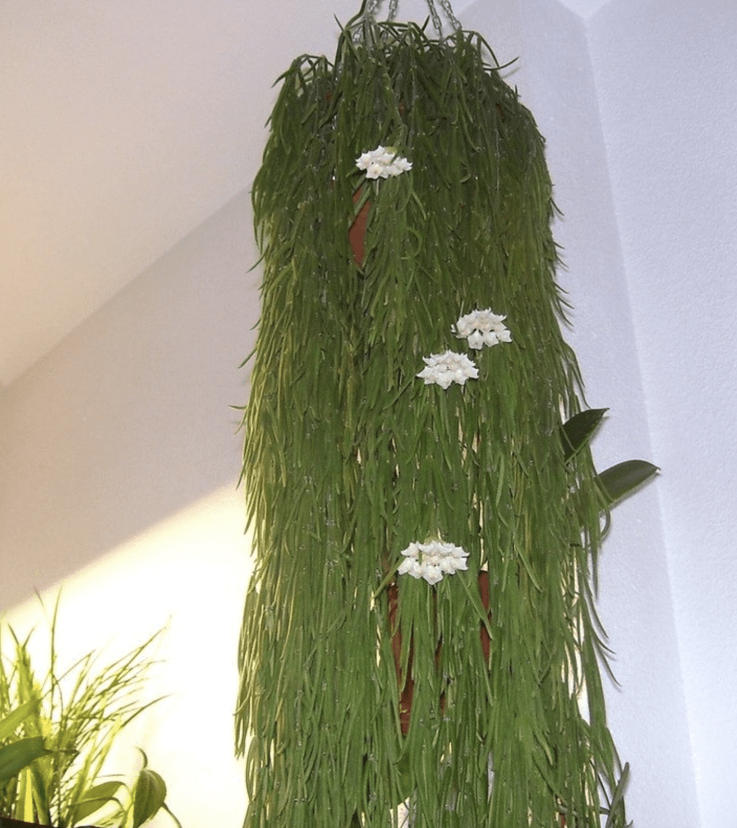 2024 Interiorscaping Trends