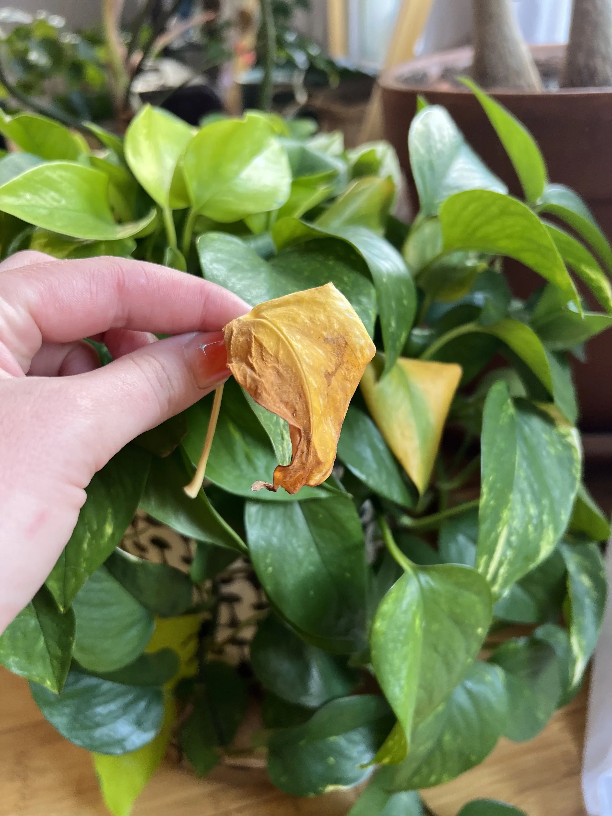 Spring Back to Life: How to Revive Dying House Plants