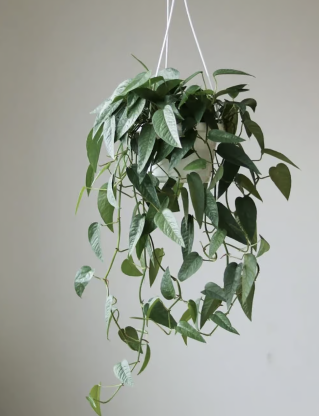 5 Easy and Interesting Houseplants For Beginners