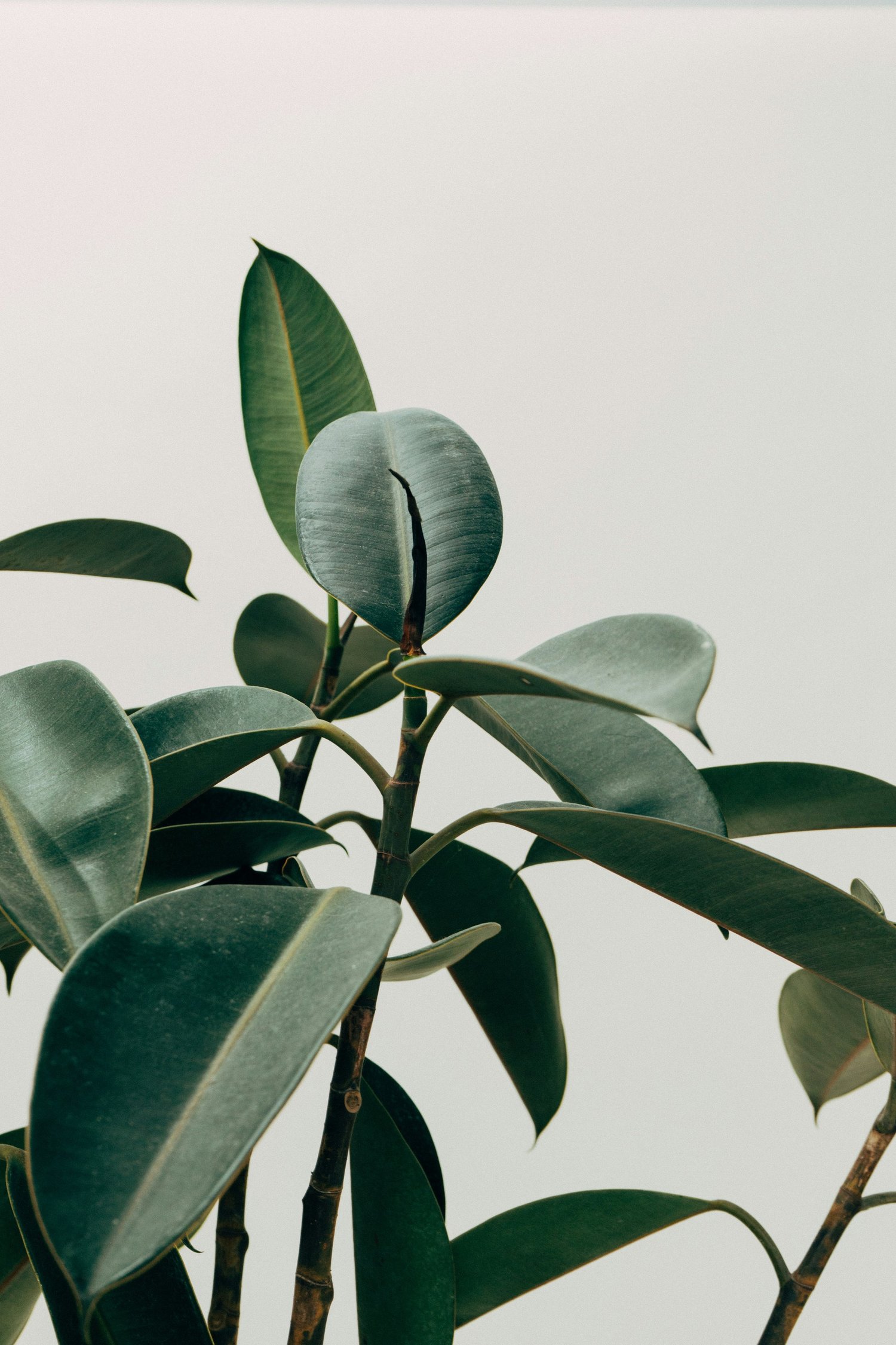 5 Easy and Interesting Houseplants For Beginners