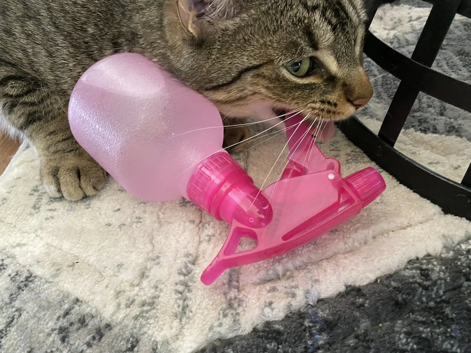How to Keep Your Cat Out of Your Houseplants