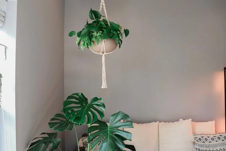 Plant Styling Tips To Bring Your Space To Life!