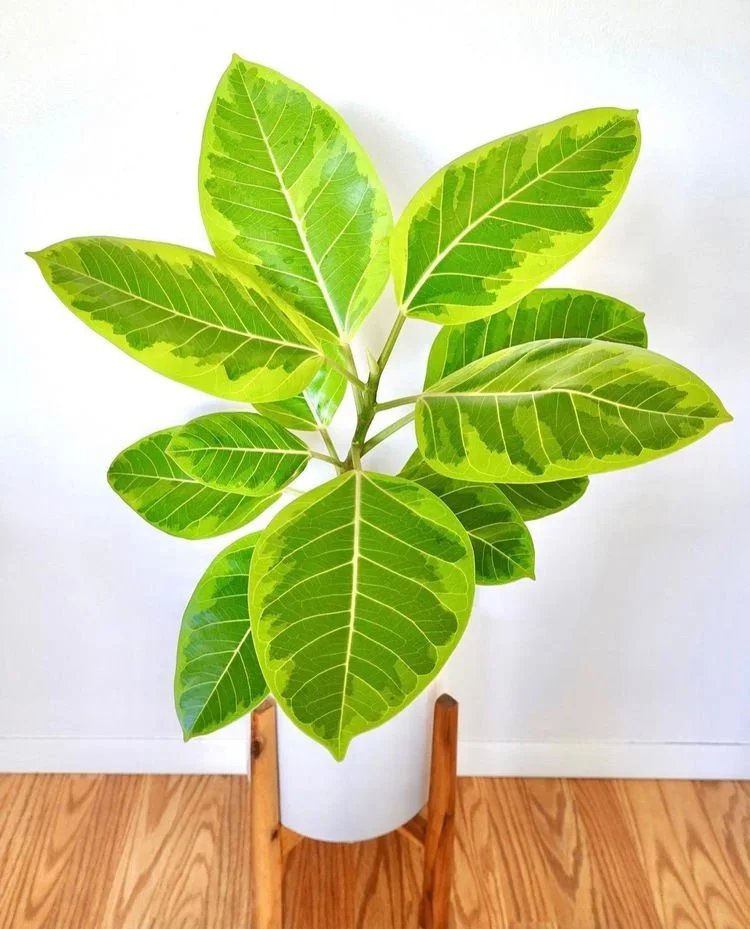 The Plant Trends To Look Out For In 2022