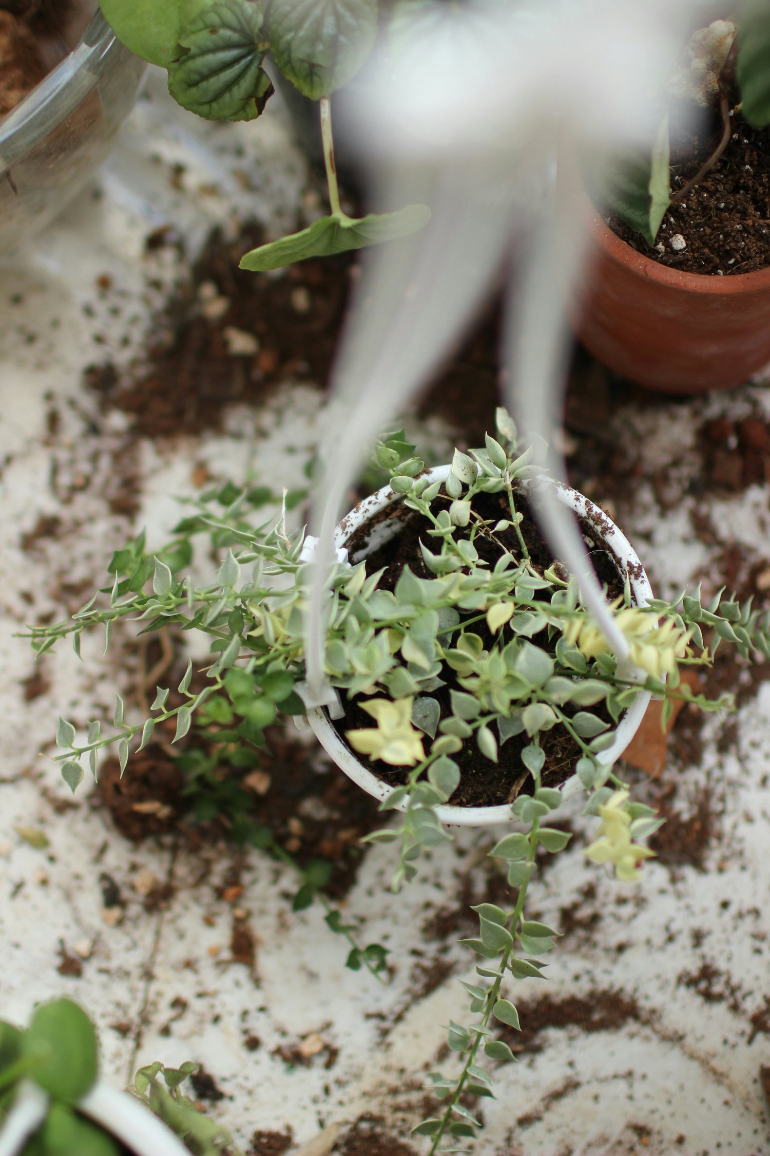 House Plant Care Advice from Interiorscapers
