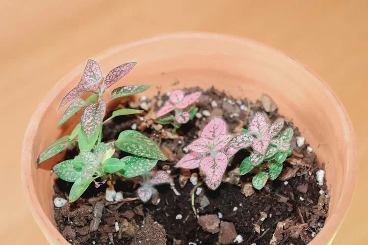 10 Pet-Friendly Plants That Are Safe For Your Pets!