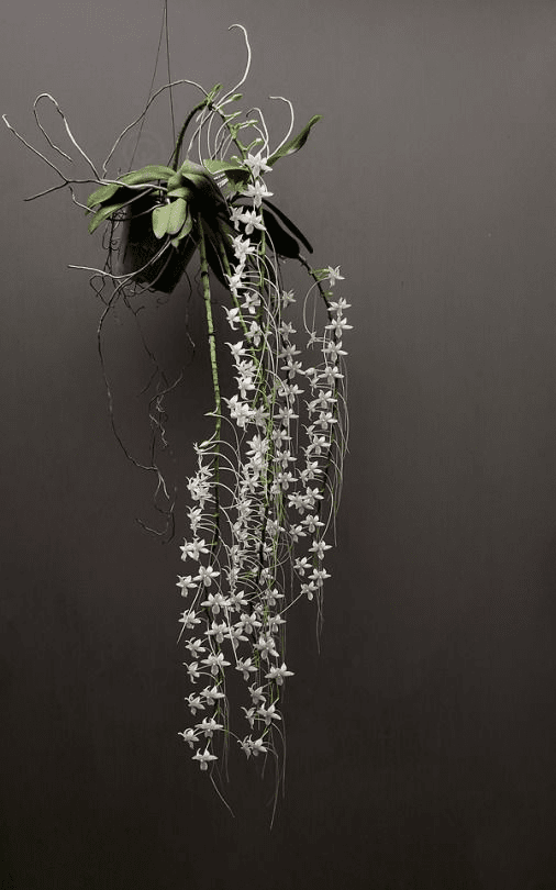 Indoor Plant Design Trends for 2025
