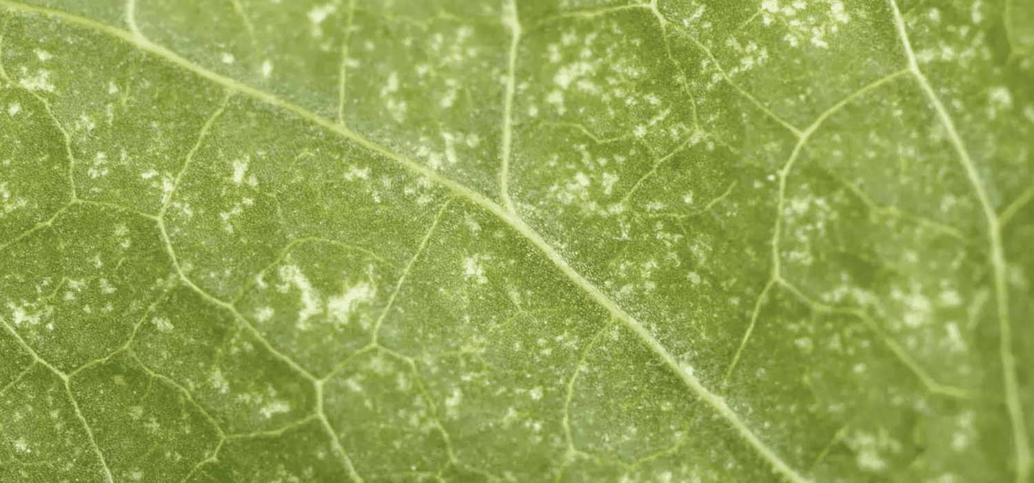All About Spider Mites