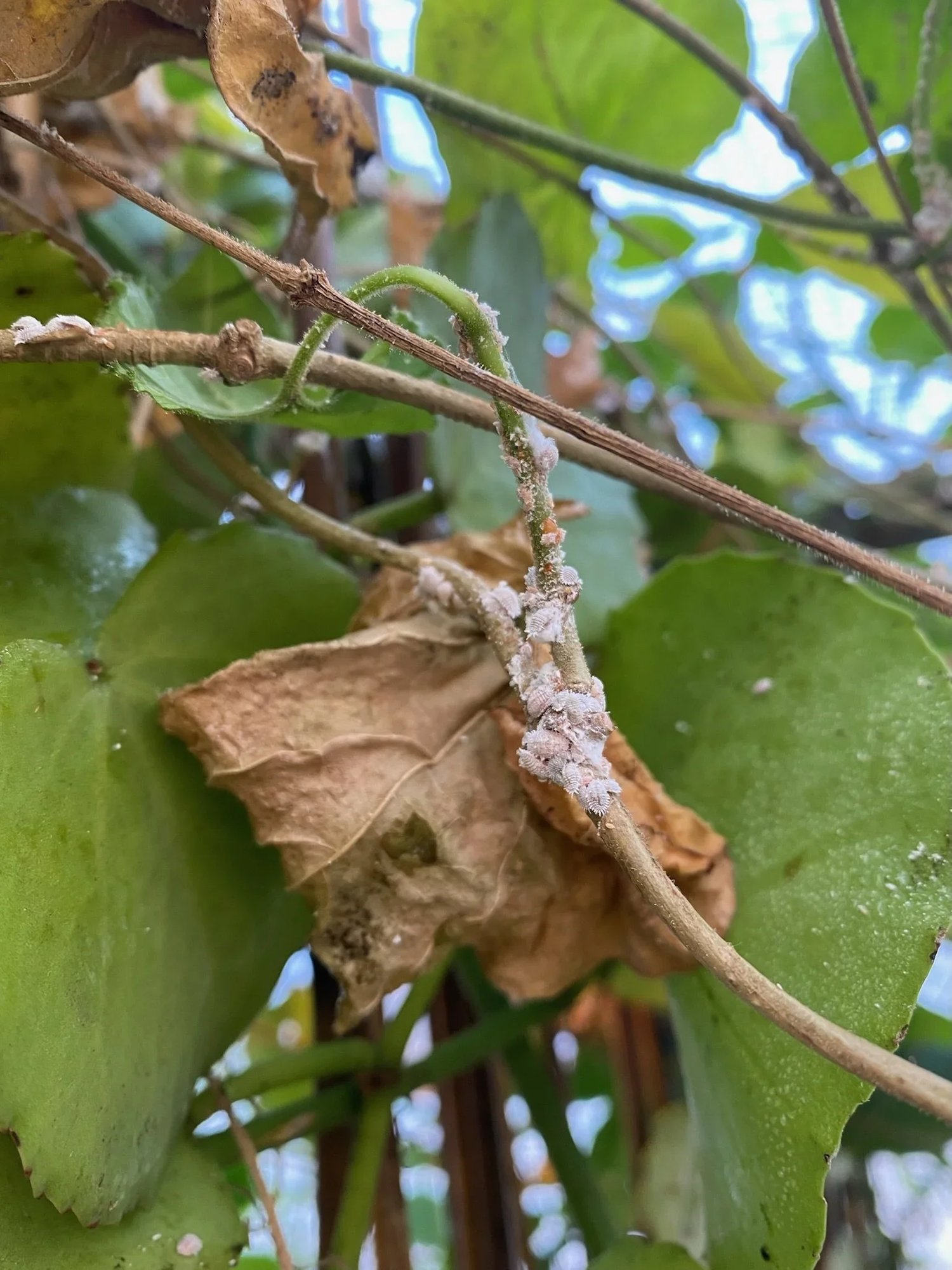 All About Mealybugs