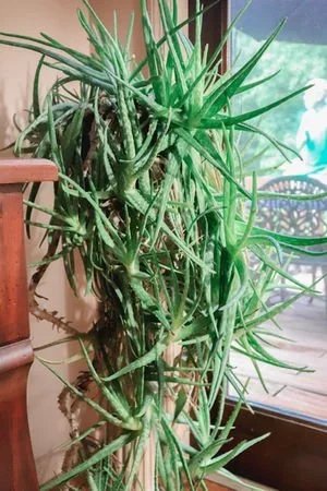 How To Care For Your Aloe Vera Plant