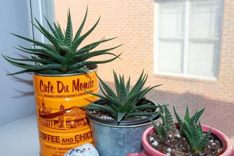 10 Pet-Friendly Plants That Are Safe For Your Pets!