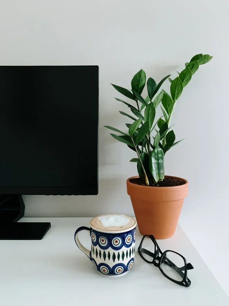 Top 5 Easiest Low-Light Houseplants