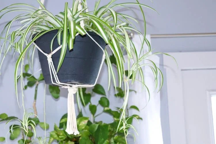 10 Pet-Friendly Plants That Are Safe For Your Pets!