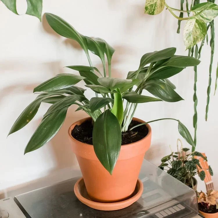 Top 5 Easiest Low-Light Houseplants