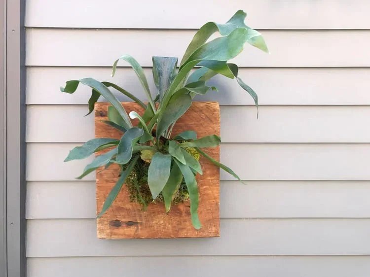 10 Pet-Friendly Plants That Are Safe For Your Pets!