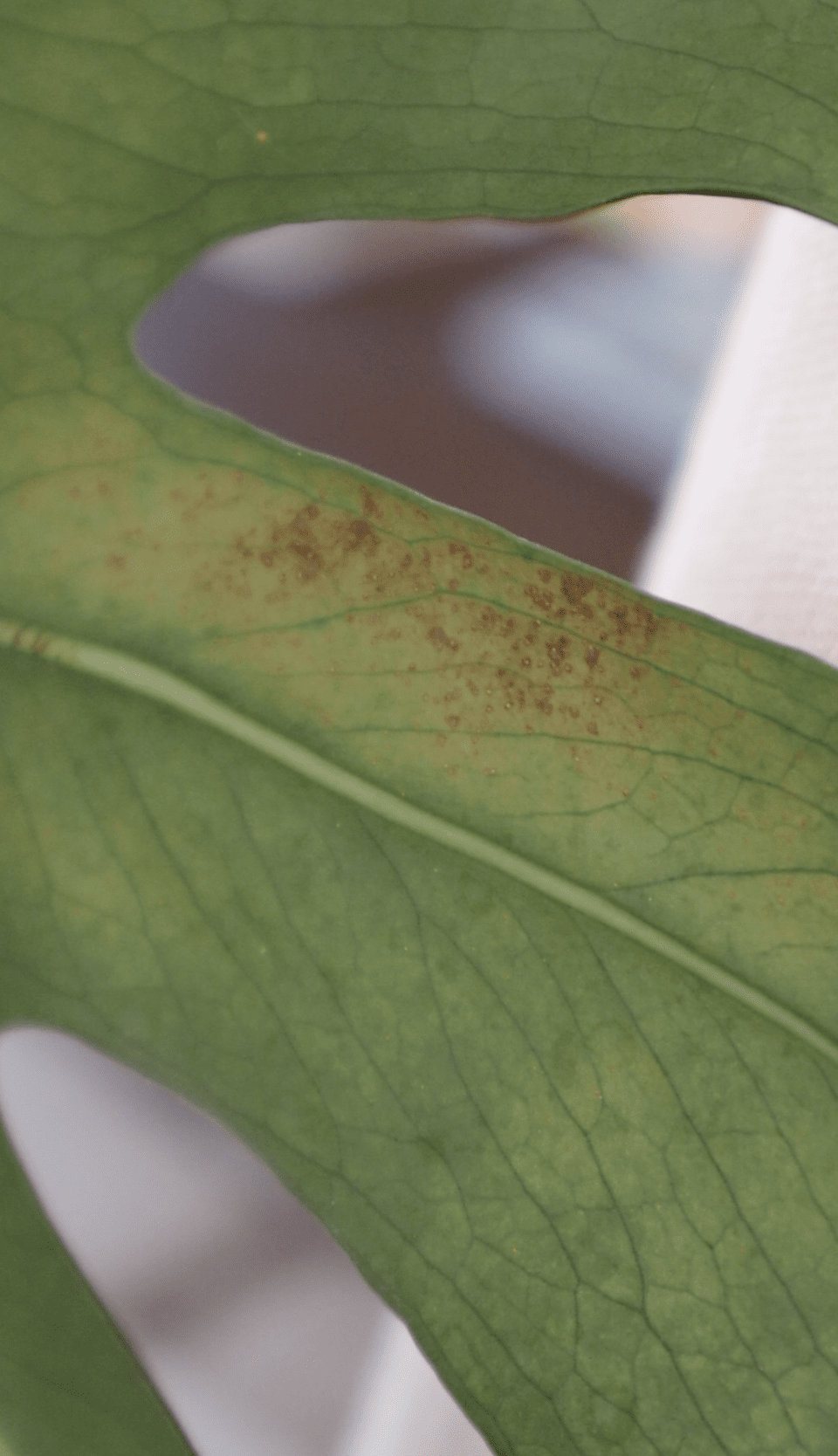 All About Thrips