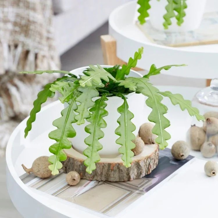 The Plant Trends To Look Out For In 2022