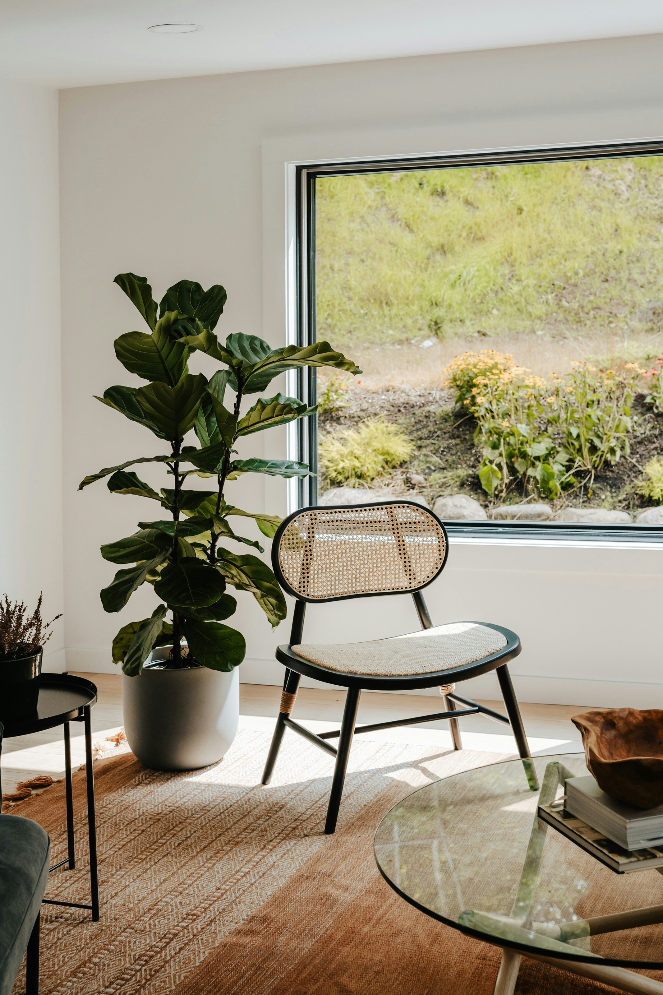How To Care For Fiddle Leaf Fig aka Ficus lyrata