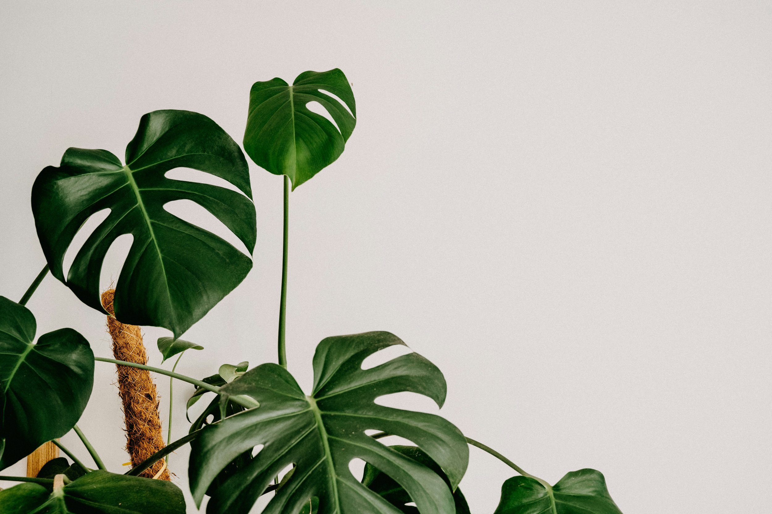 How To Care For Monstera Deliciosa AKA Swiss Cheese Plant