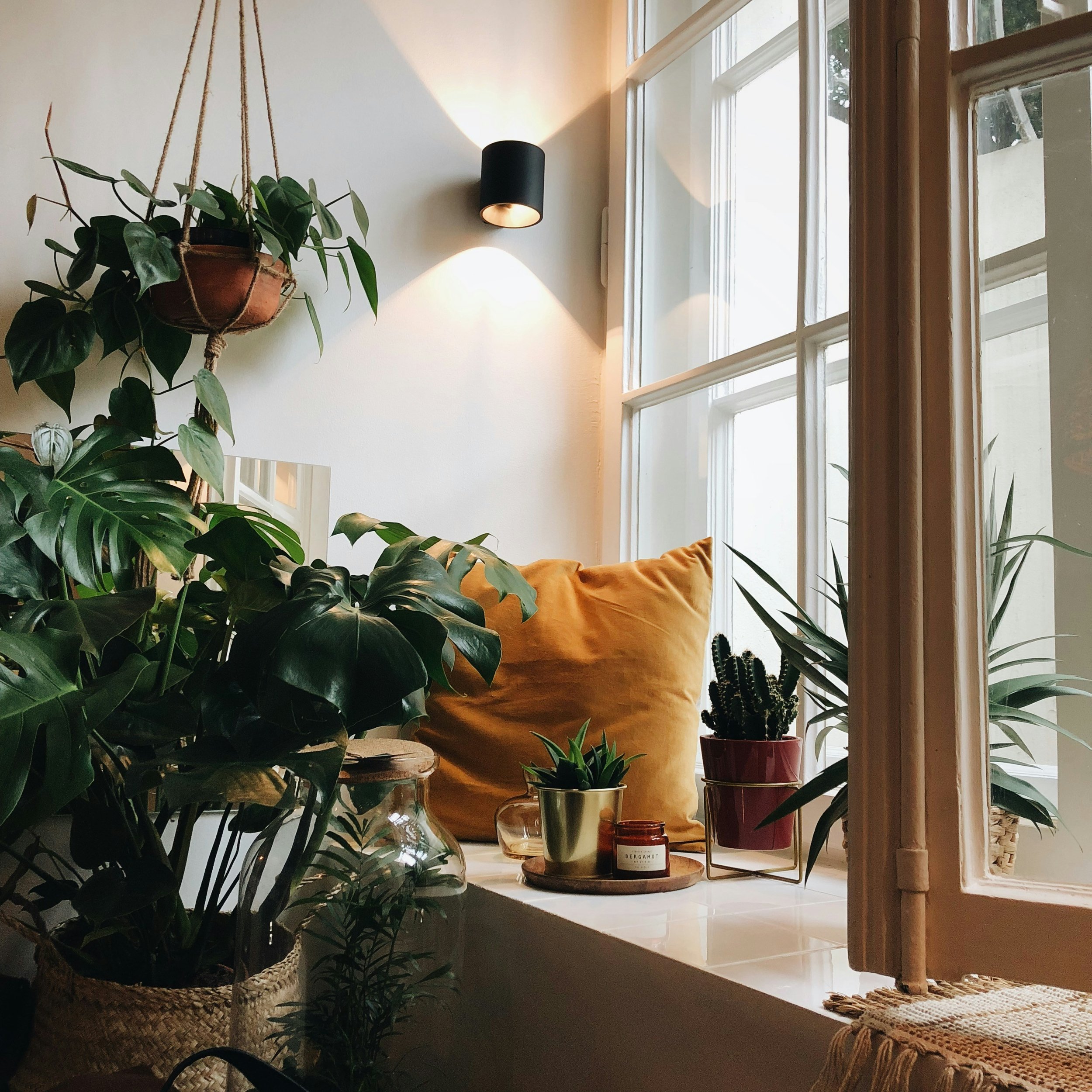 Preparing Houseplants For Spring: You've Survived Winter. Now What?