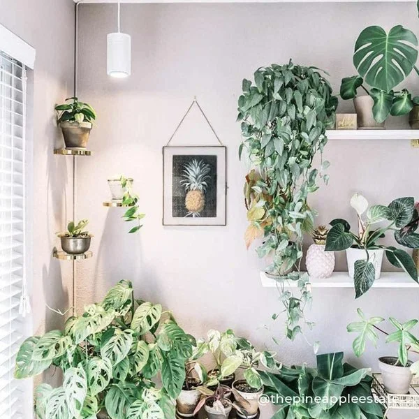 The Best Gift Ideas for Plant Lovers and Gardeners for 2022