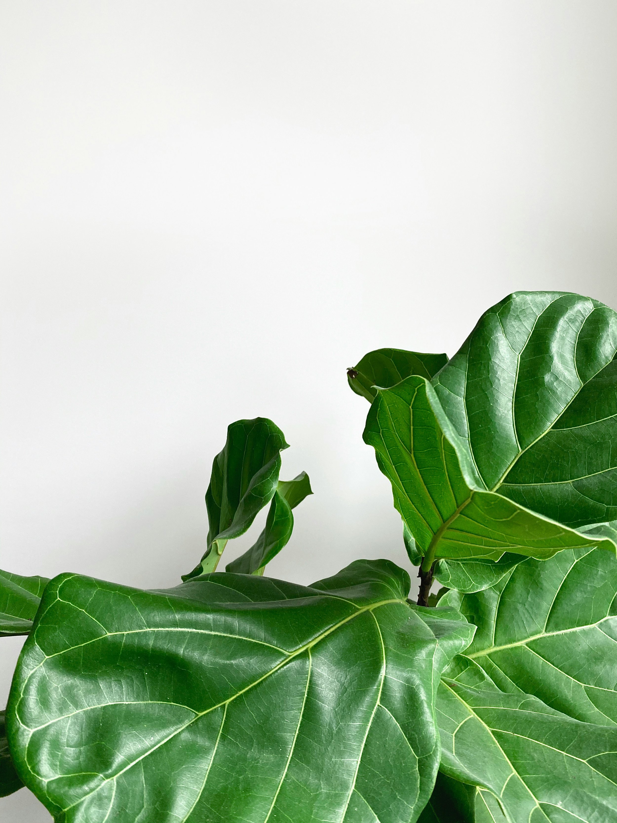 How To Care For Fiddle Leaf Fig aka Ficus lyrata