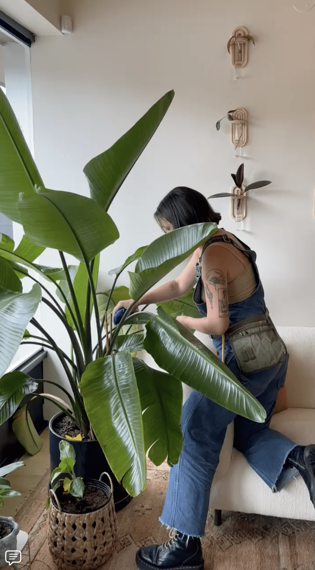 House Plant Care Advice from Interiorscapers