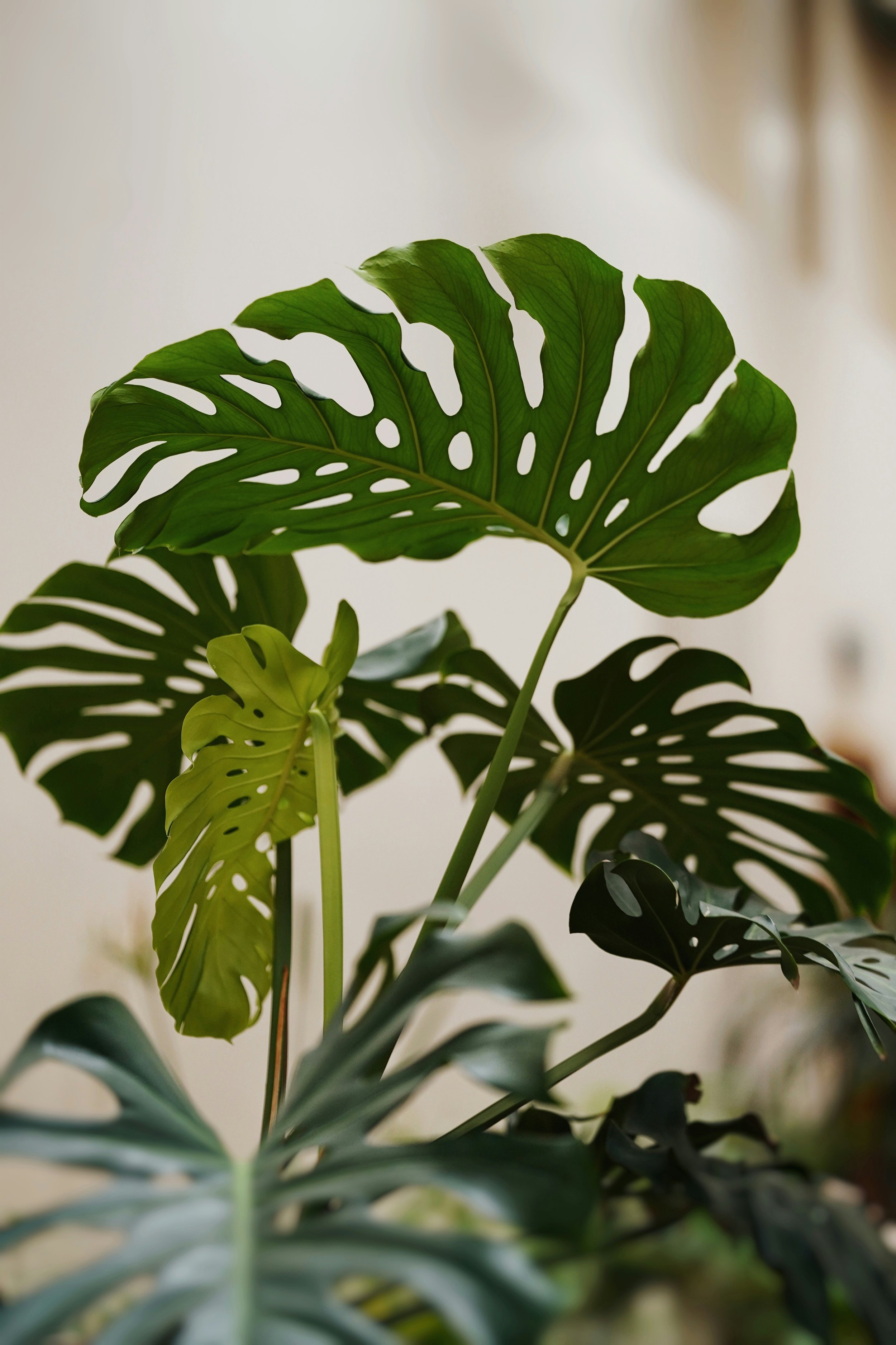 How To Care For Monstera Deliciosa AKA Swiss Cheese Plant