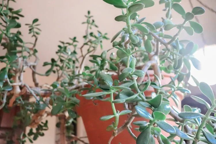 Caring For Your Jade Plant: Crassula Ovata Basic Care Tips