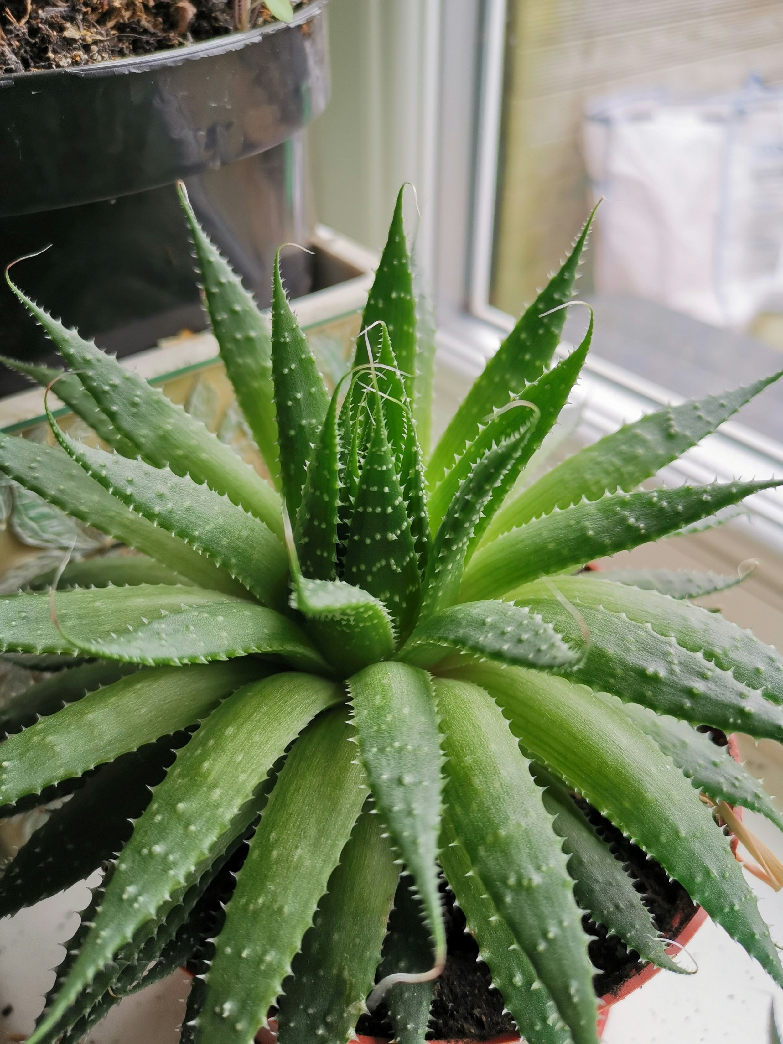 How To Care For Your Aloe Vera Plant