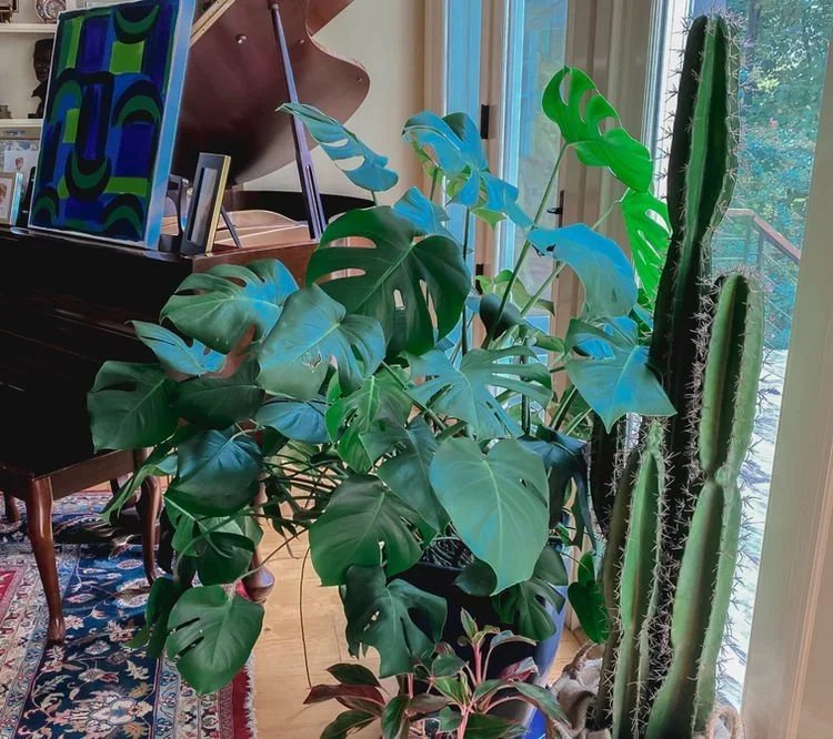How To Care For Monstera Deliciosa AKA Swiss Cheese Plant