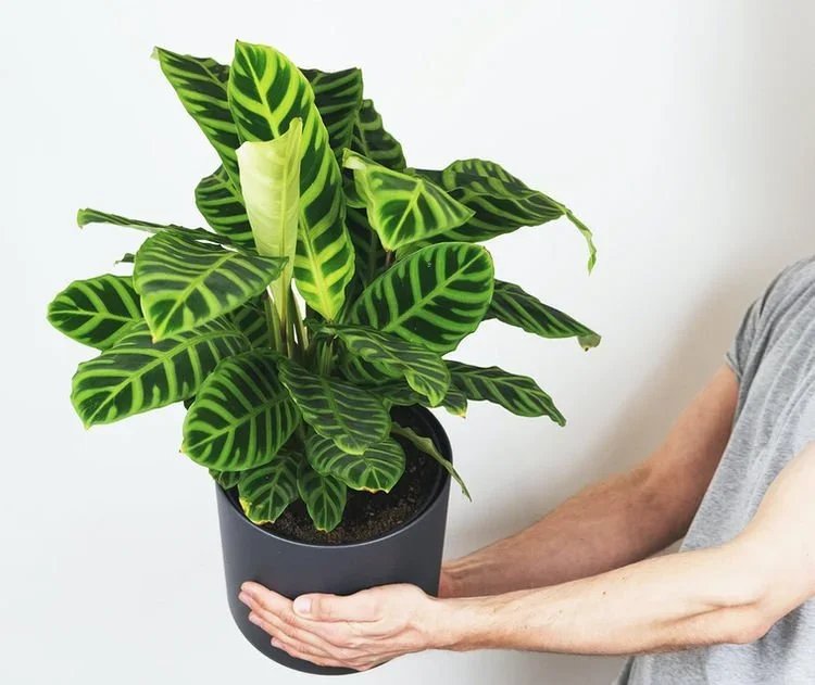 10 Pet-Friendly Plants That Are Safe For Your Pets!