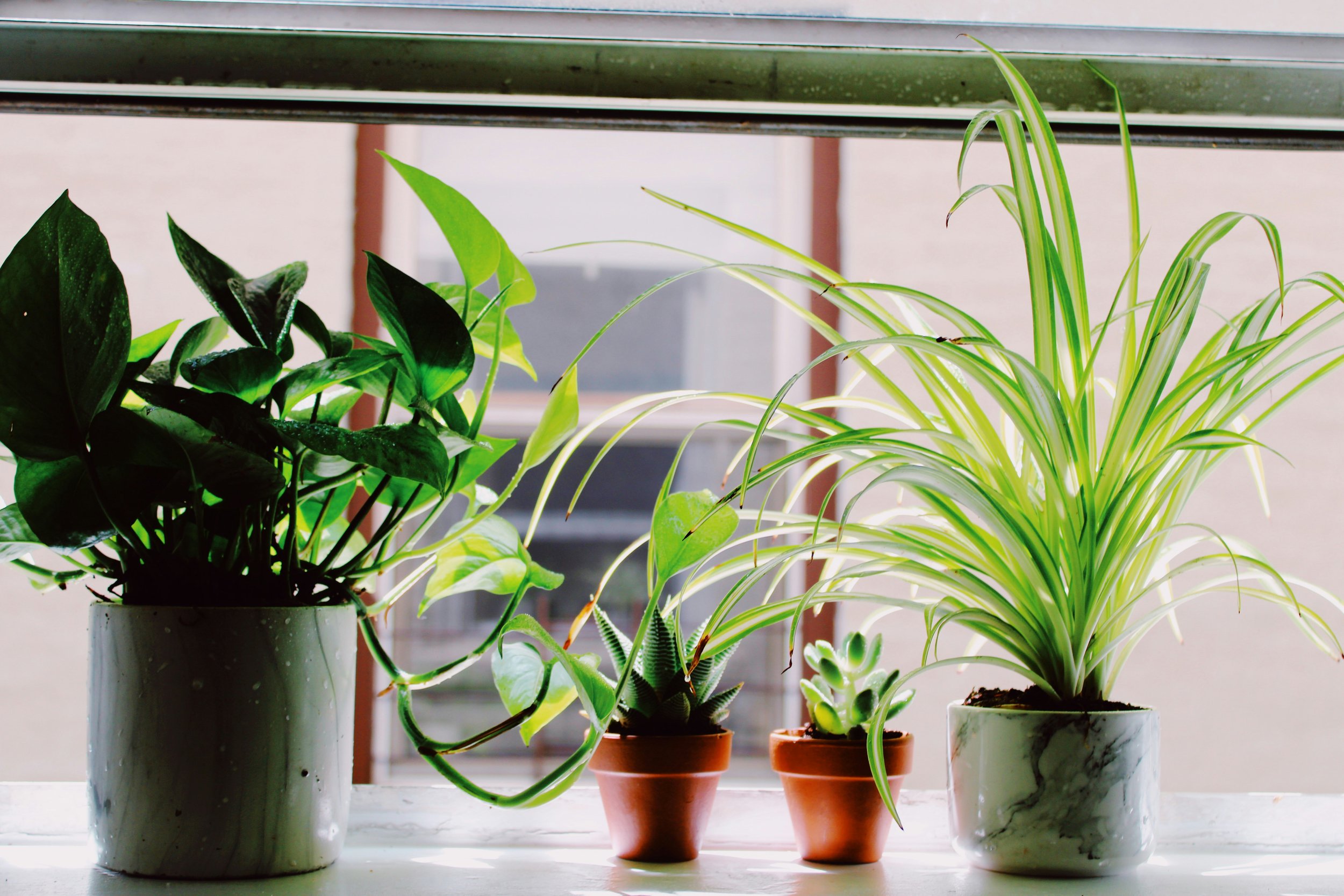3 Tips for Increasing The Humidity Around Your Plants