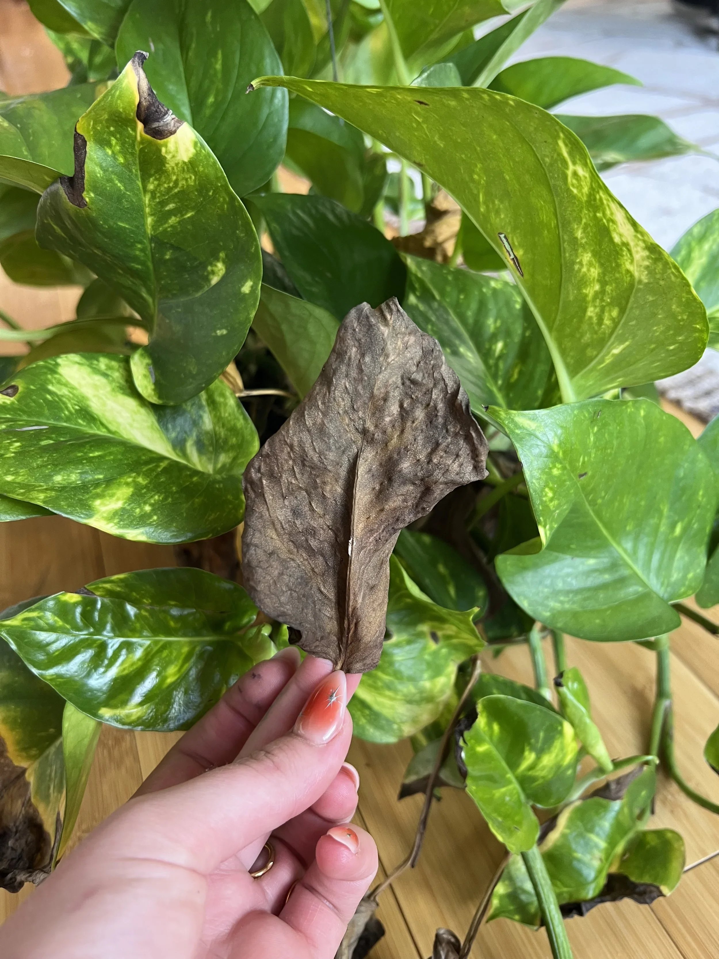 Spring Back to Life: How to Revive Dying House Plants