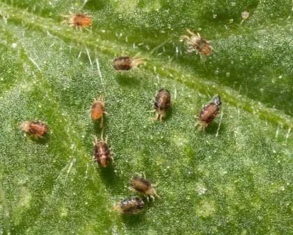 All About Spider Mites