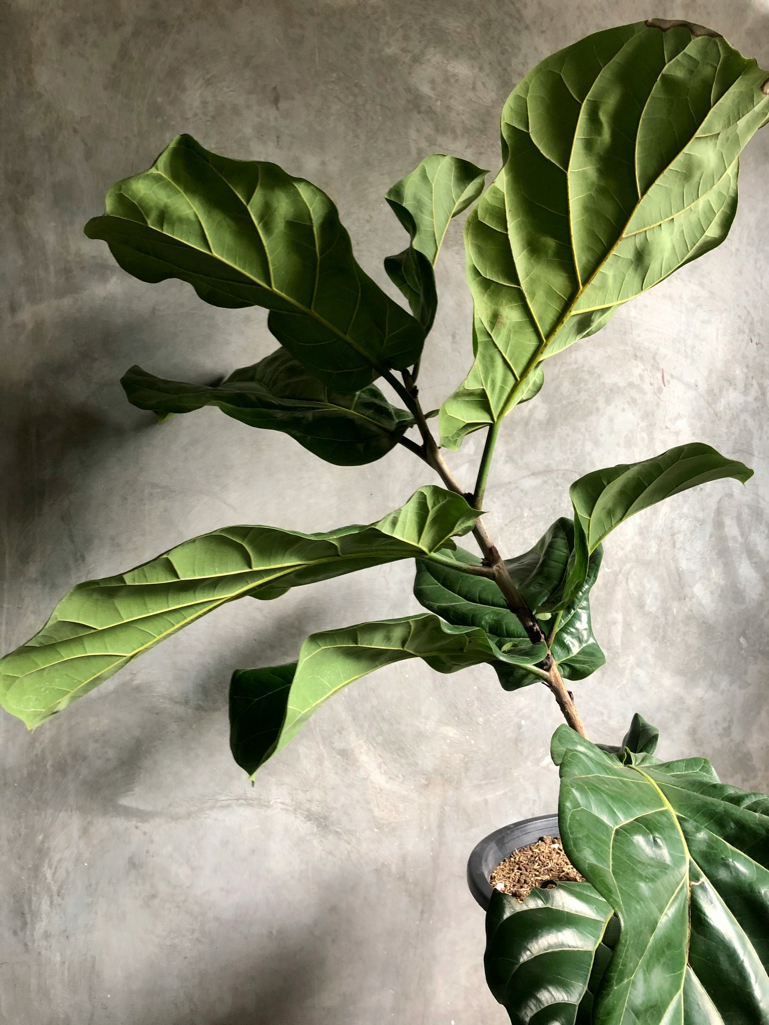 How To Care For Fiddle Leaf Fig aka Ficus lyrata