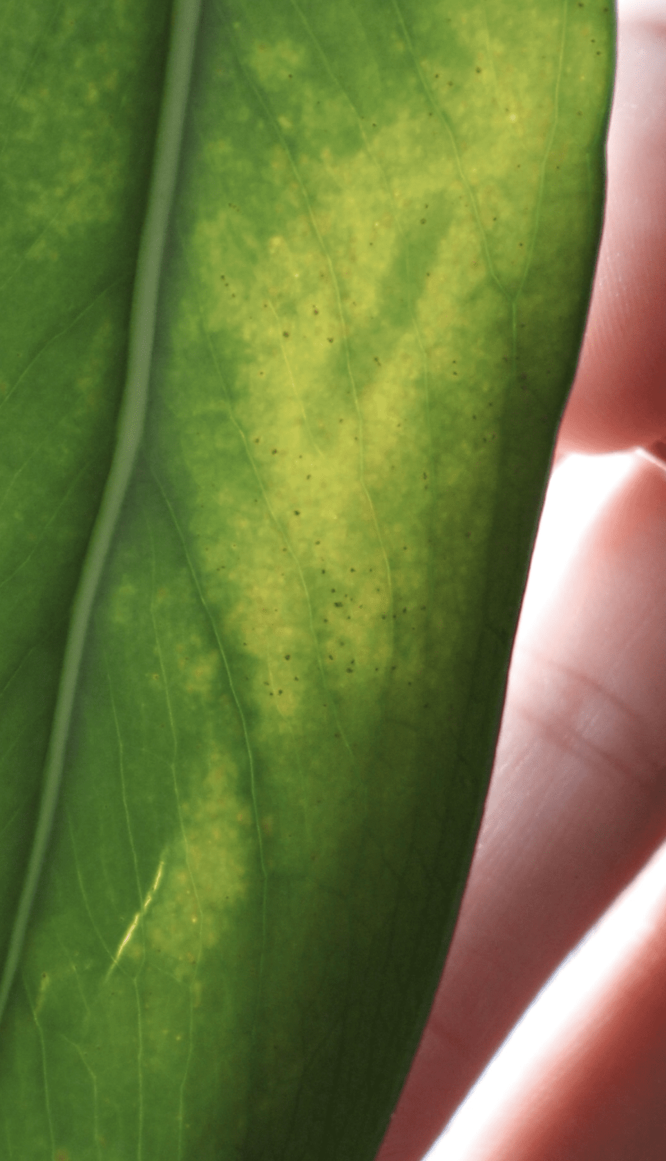 All About Thrips