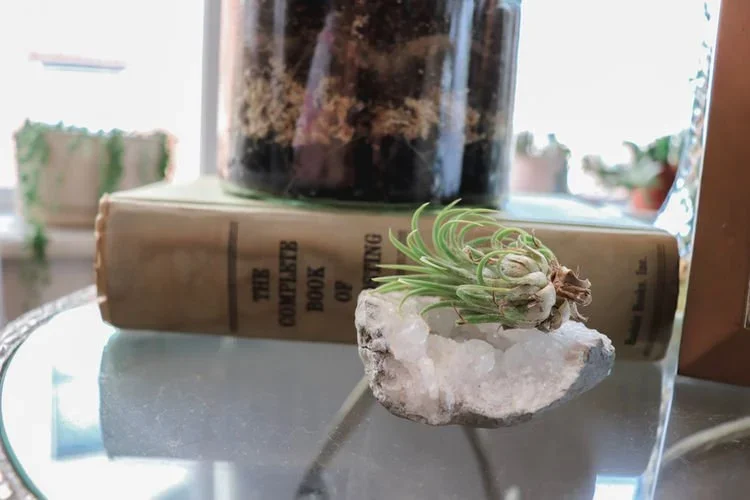 Plant Styling Tips To Bring Your Space To Life!