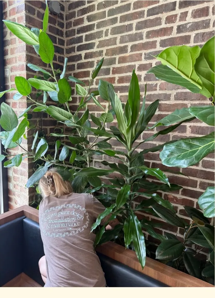 Plant Savvy team member tending to a planter of tropical foliage against a brick wall