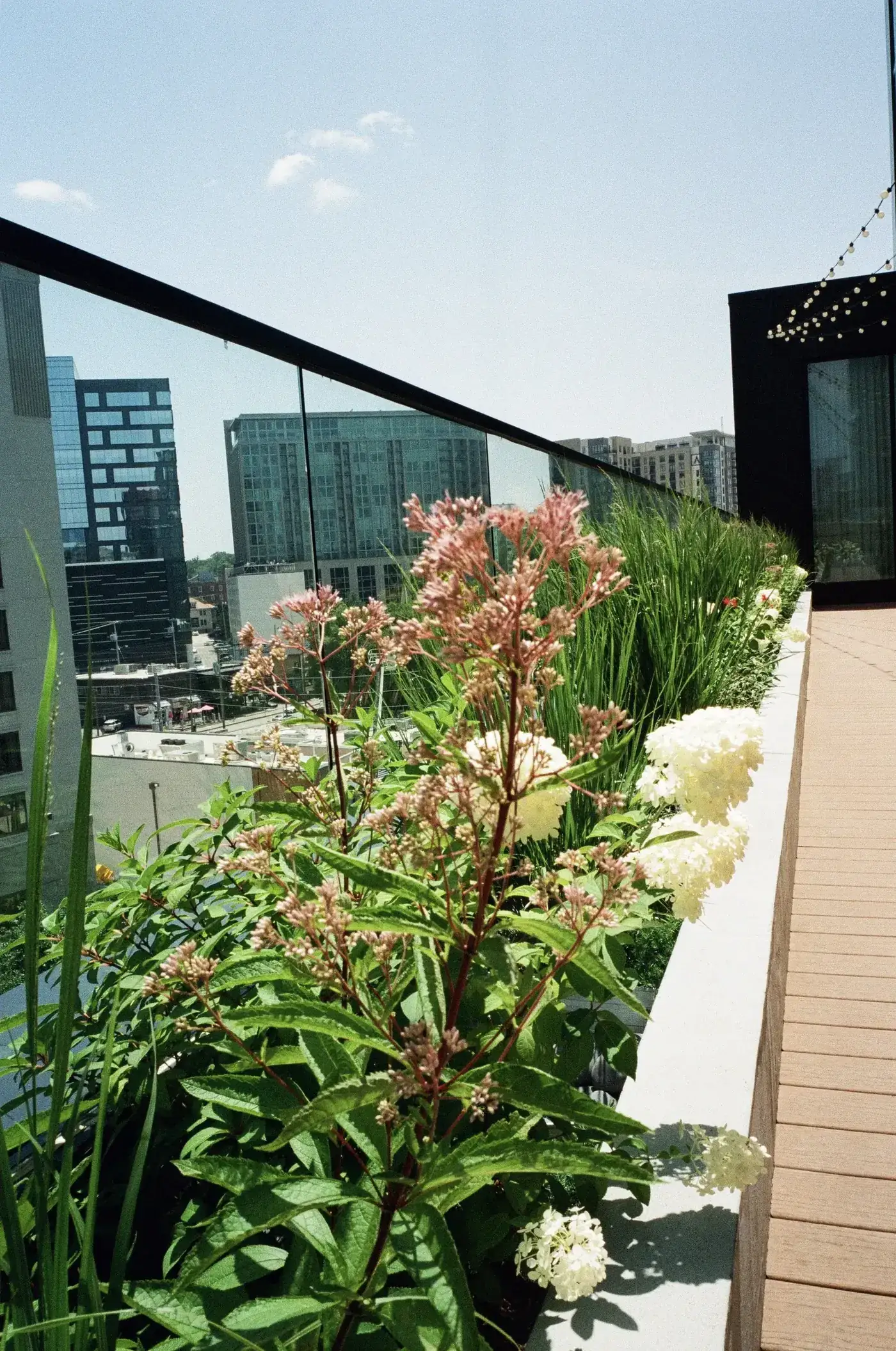 Rooftop terrace planting with flowering shrubs above the Nashville skyline