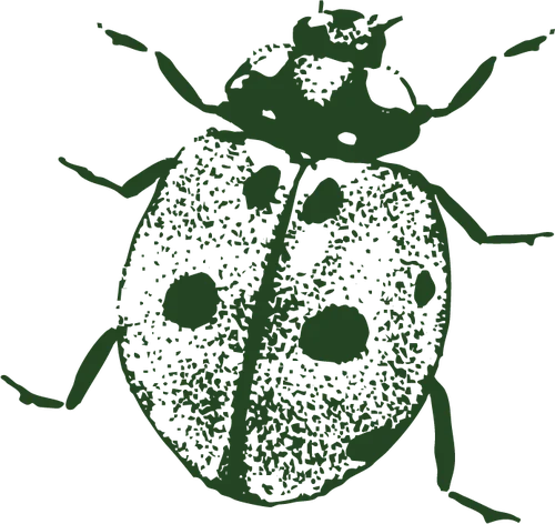 Hand-drawn illustration of a ladybug
