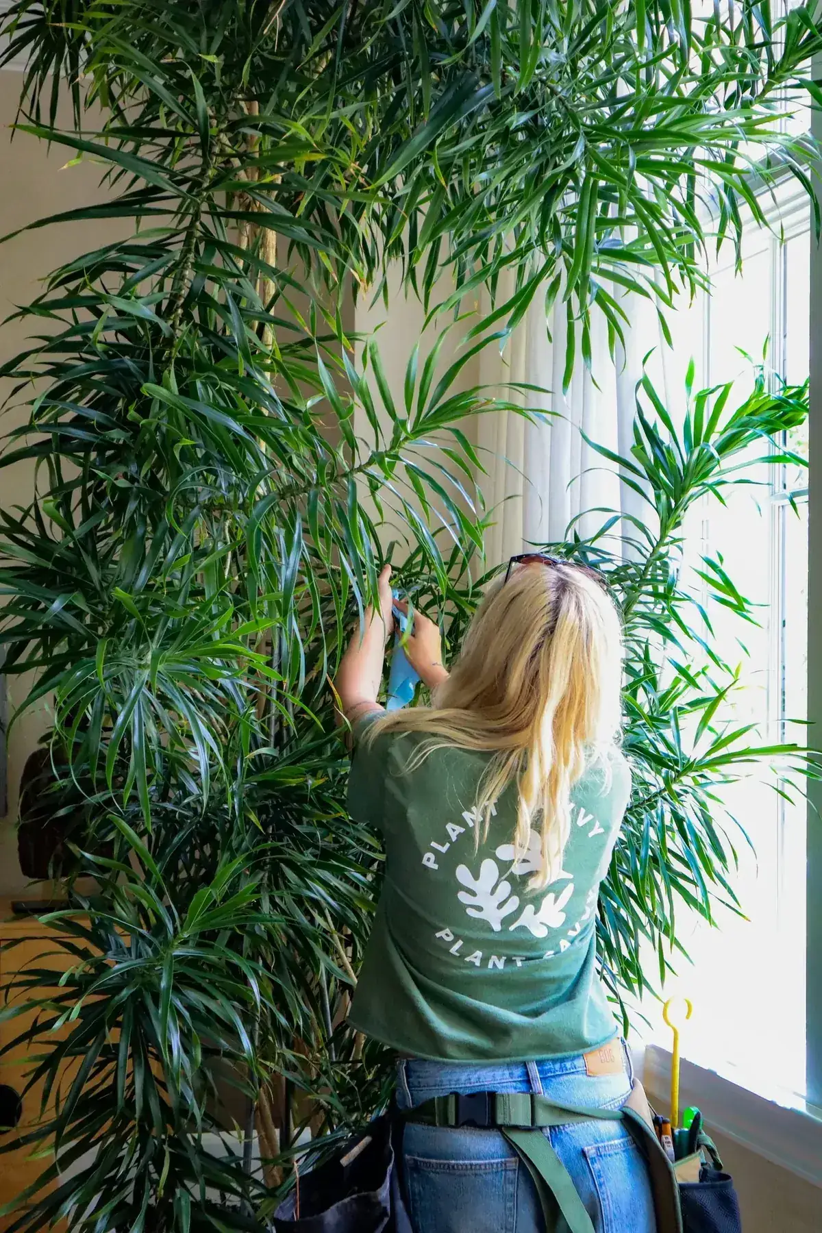 Plant Savvy team member misting indoor palms beside a bright window