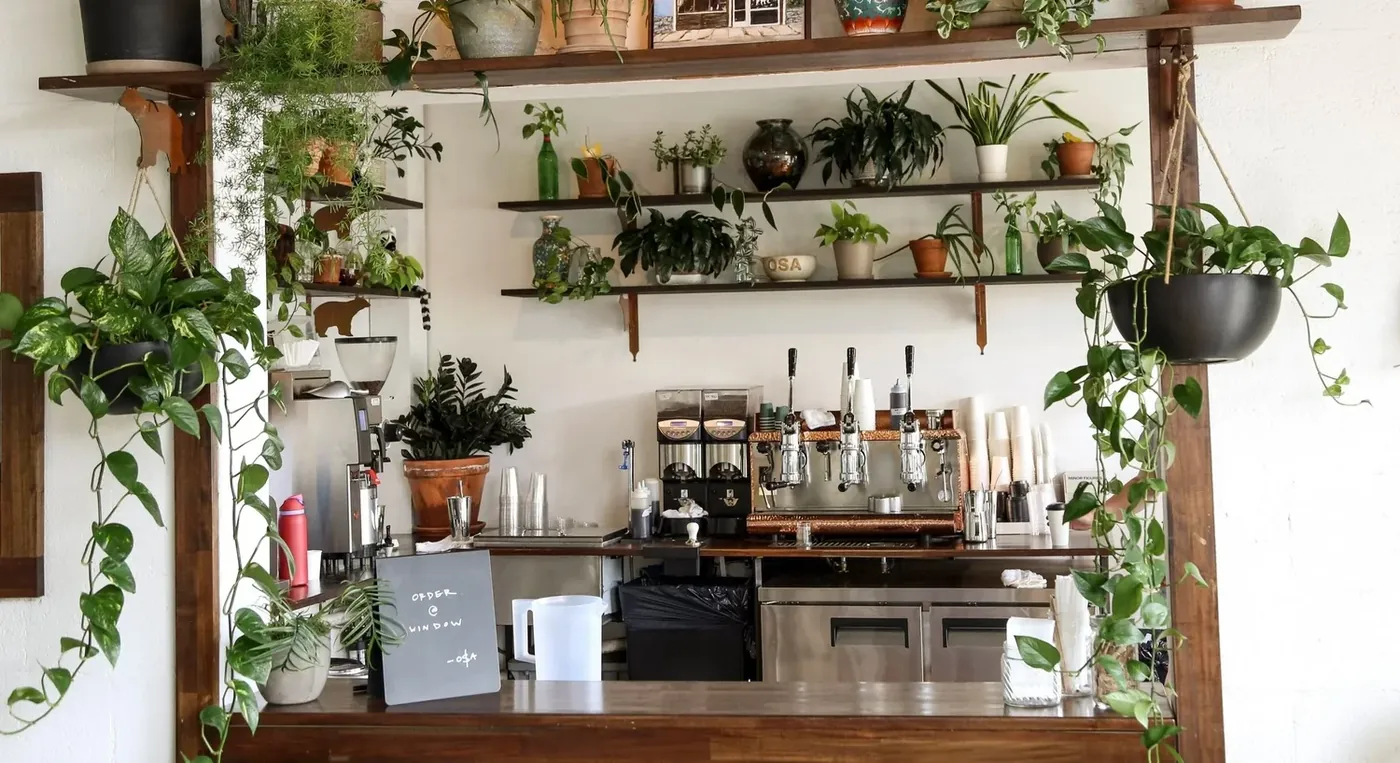 Plant-filled shelving behind a coffee bar