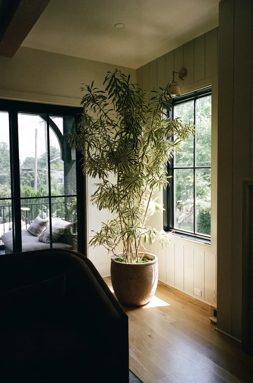 Large potted tree beside a black-framed window