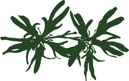 Hand-drawn illustration of a staghorn fern