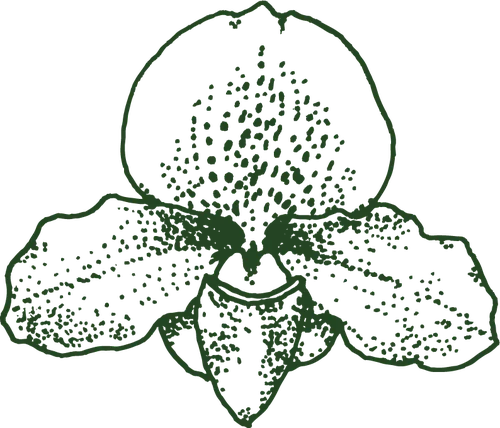 Hand-drawn illustration of an orchid bloom