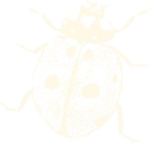 Hand-drawn illustration of a ladybug