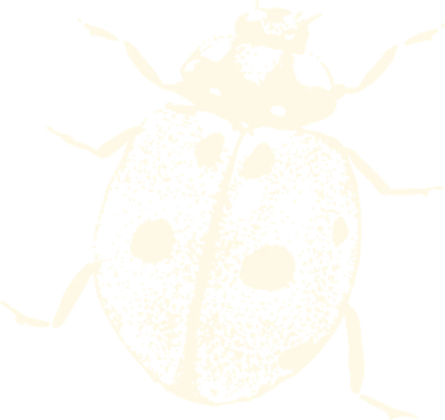 Hand-drawn illustration of a ladybug