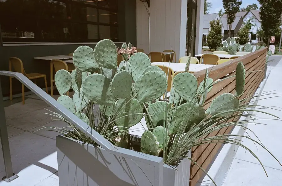 Plant Savvy, Ladybird Taco, Nashville, TN