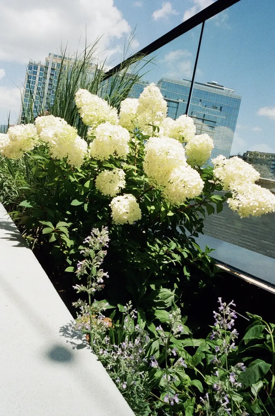 Plant Savvy, Downtown Hotel, Nashville, TN